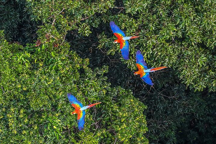 Rainforest macaws.jpg