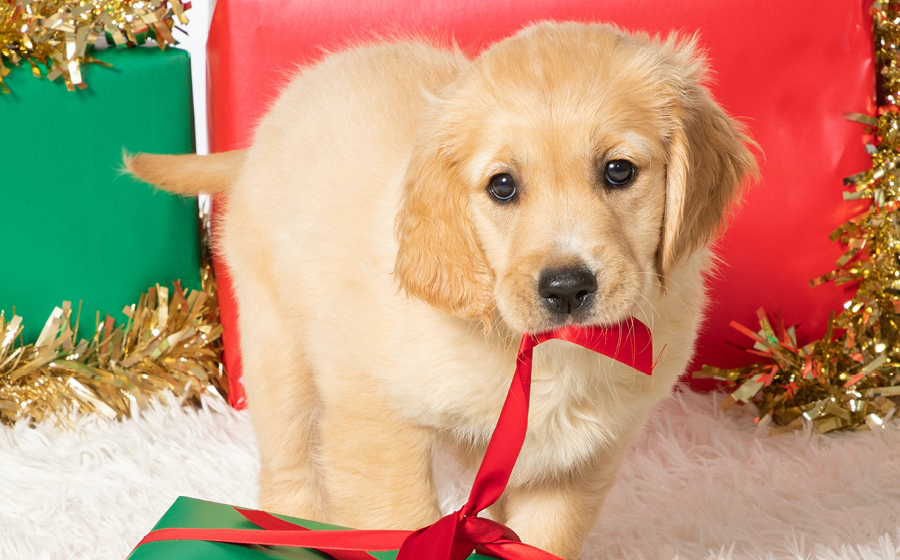Guide Dogs Christmas Puppy